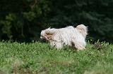 TERRIER DU TIBET 135